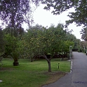 013 In het park groeien overal citroenbomen